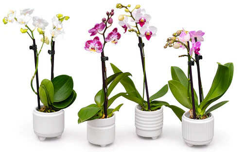 Orchids & FLOWER Fertilizers